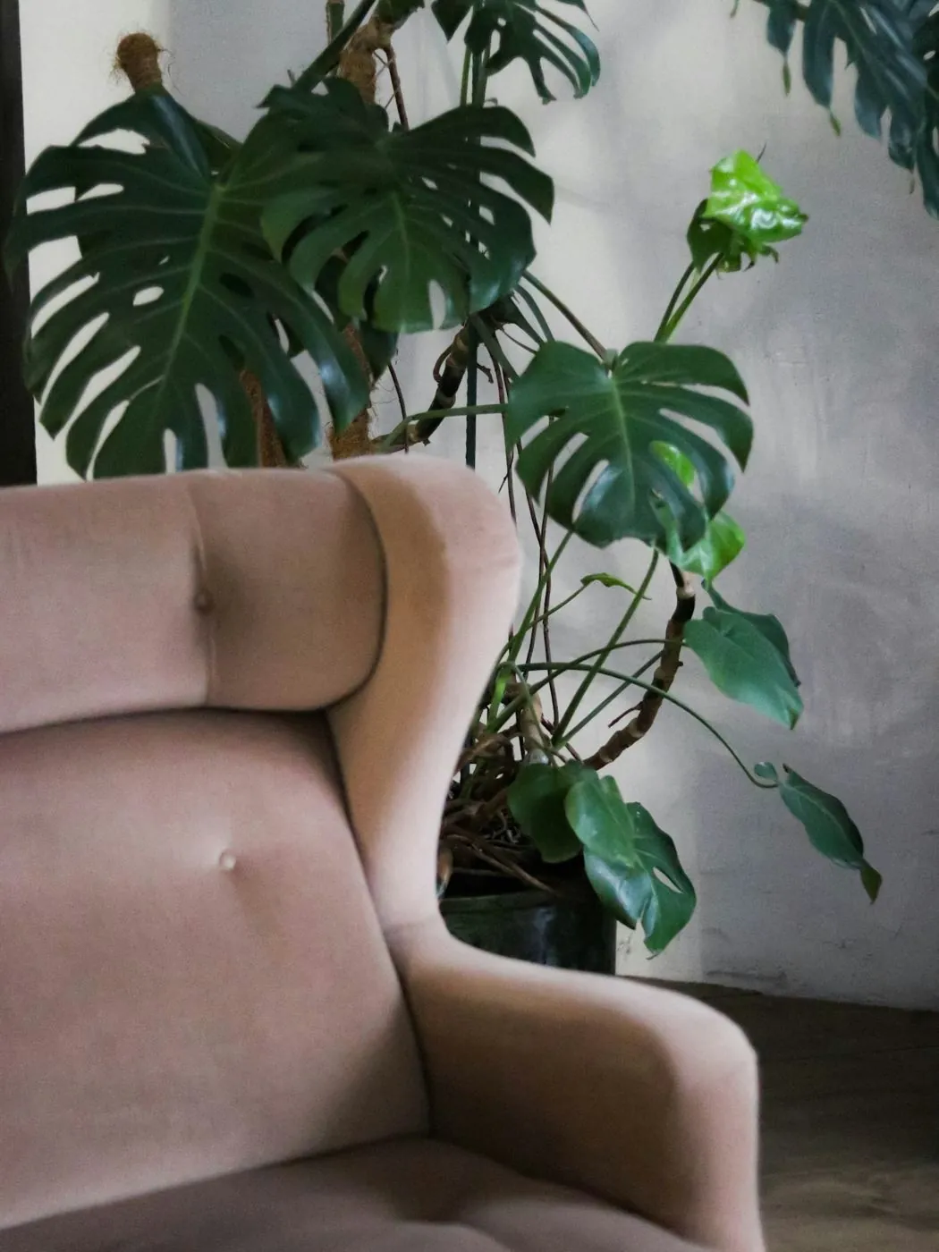 Poltrona rosa junto a uma planta de folhas grandes